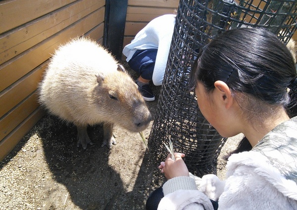 笹の葉を食べるカピバラ